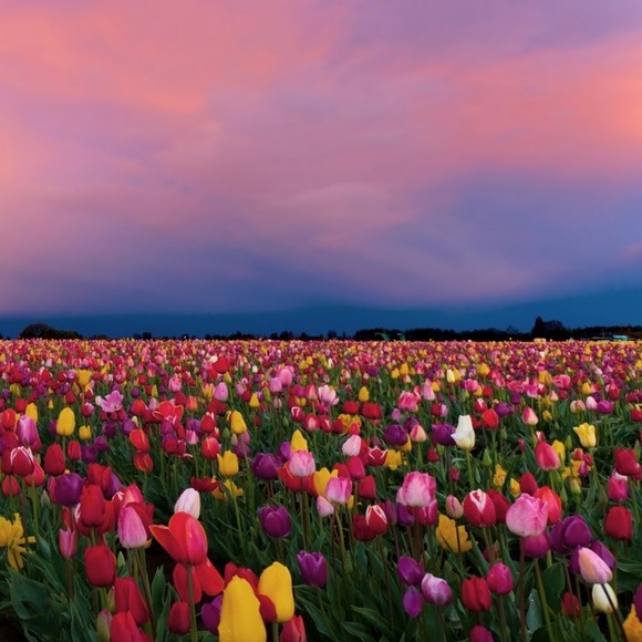 Meet your Posher, Virgoi - Picture 1 of 1